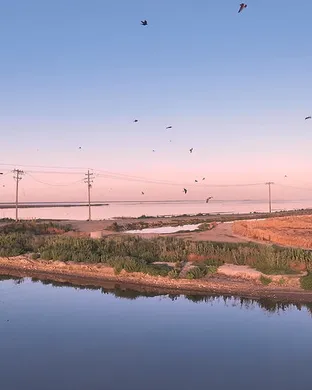 Dirty Projectors Trio